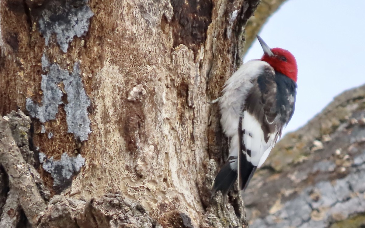 Red-headed Woodpecker - ML423088181