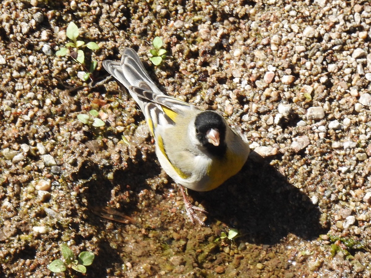 Lawrence's Goldfinch - ML423098011