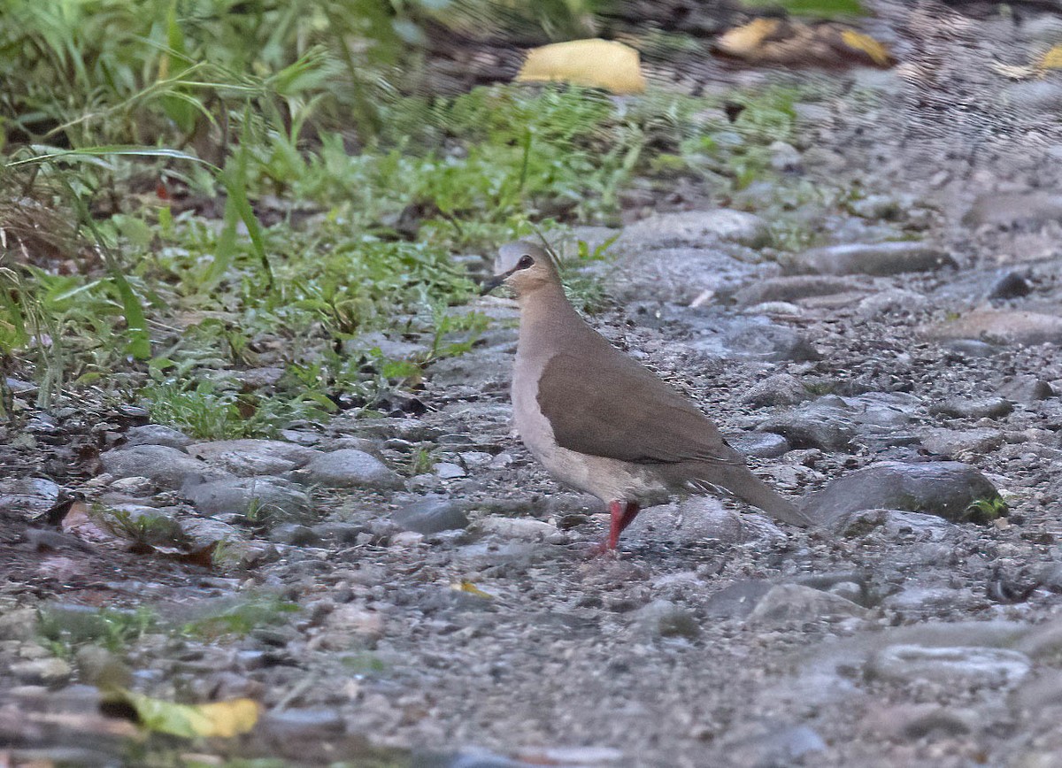 Gray-fronted Dove - ML423098671
