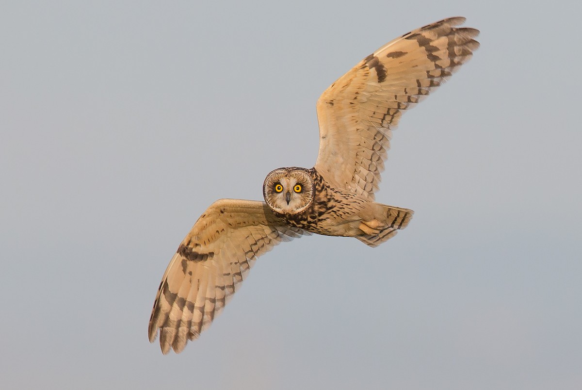 Short-eared Owl - ML42310011
