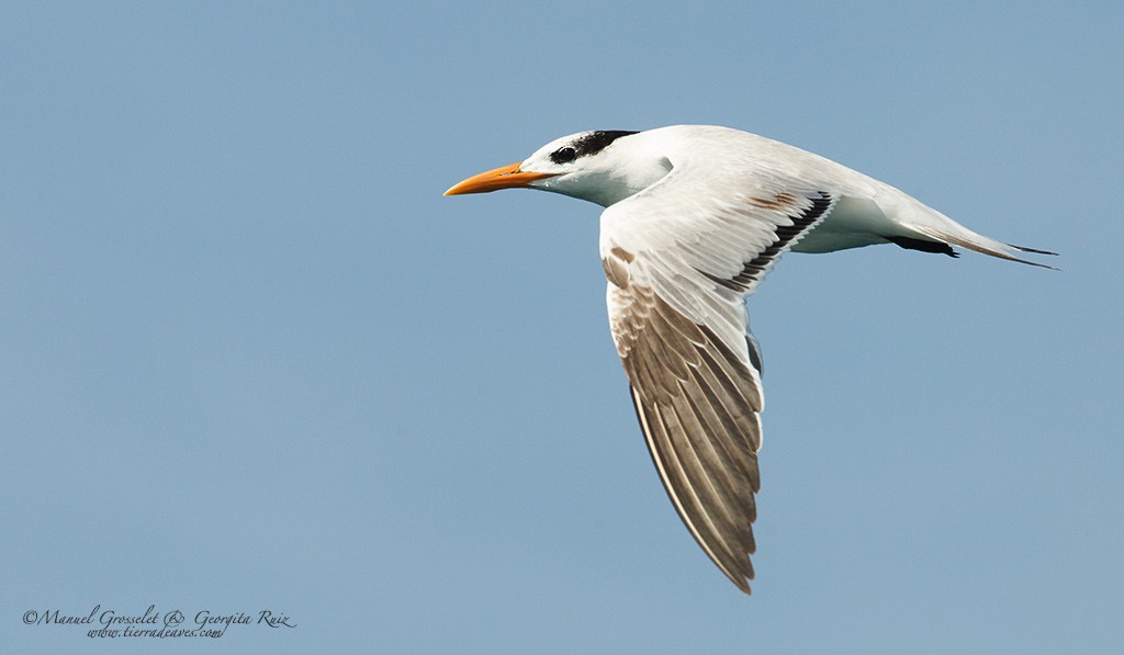 Royal Tern - manuel grosselet