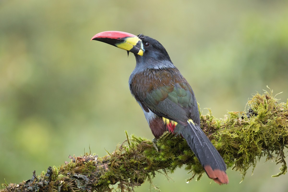 Gray-breasted Mountain-Toucan - ML423101051