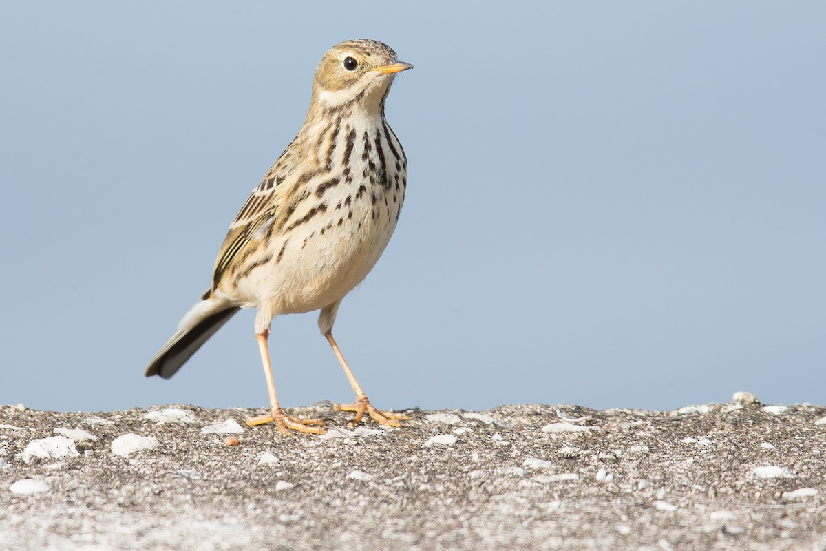 Meadow Pipit - ML42310211