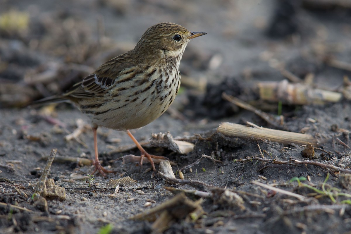 Meadow Pipit - ML42310241