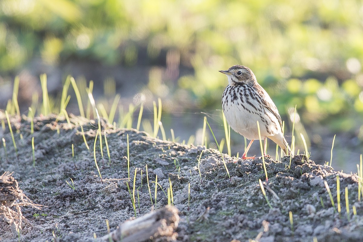 Red-throated Pipit - ML42310771