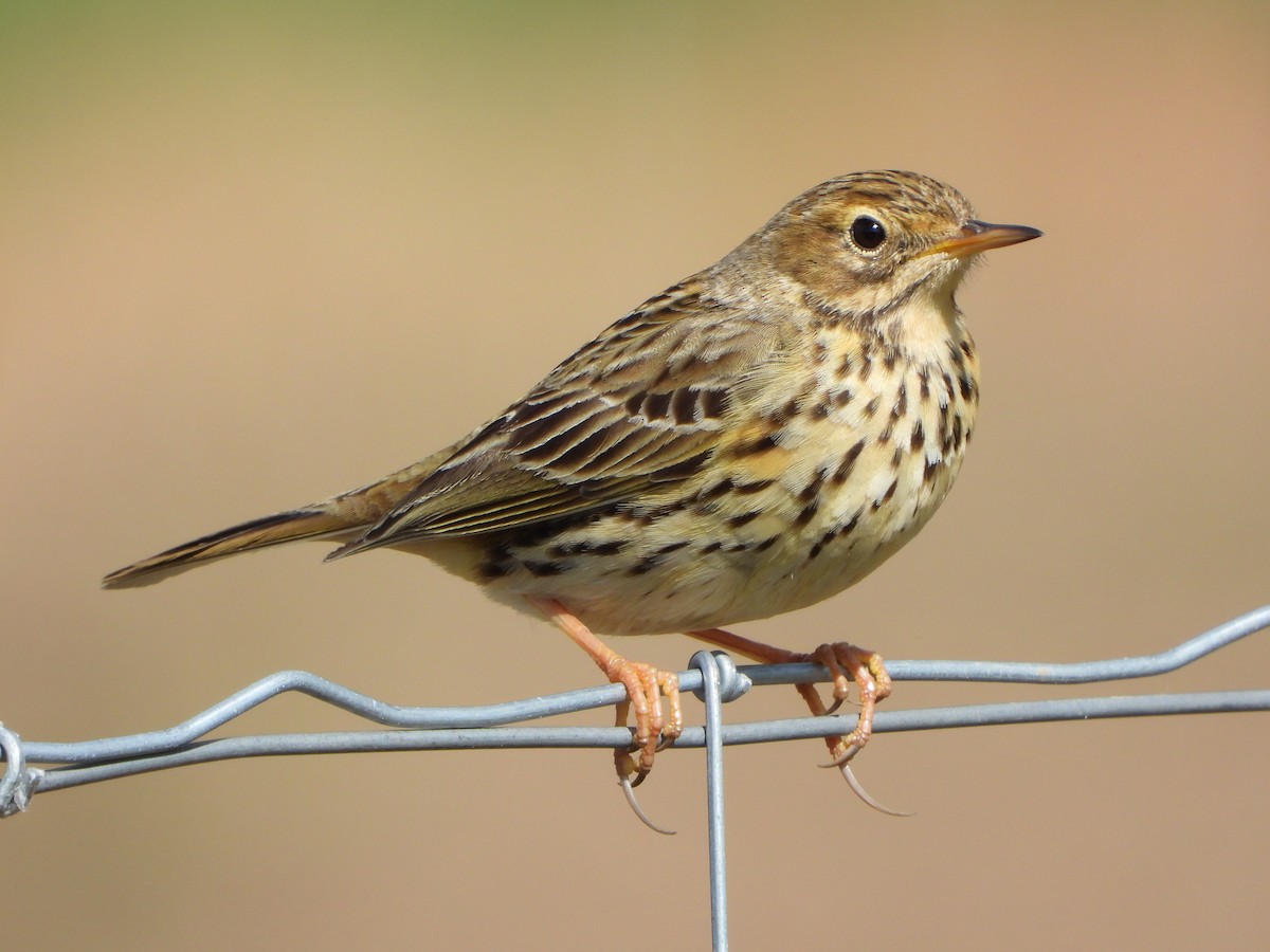 Meadow Pipit - ML423109751