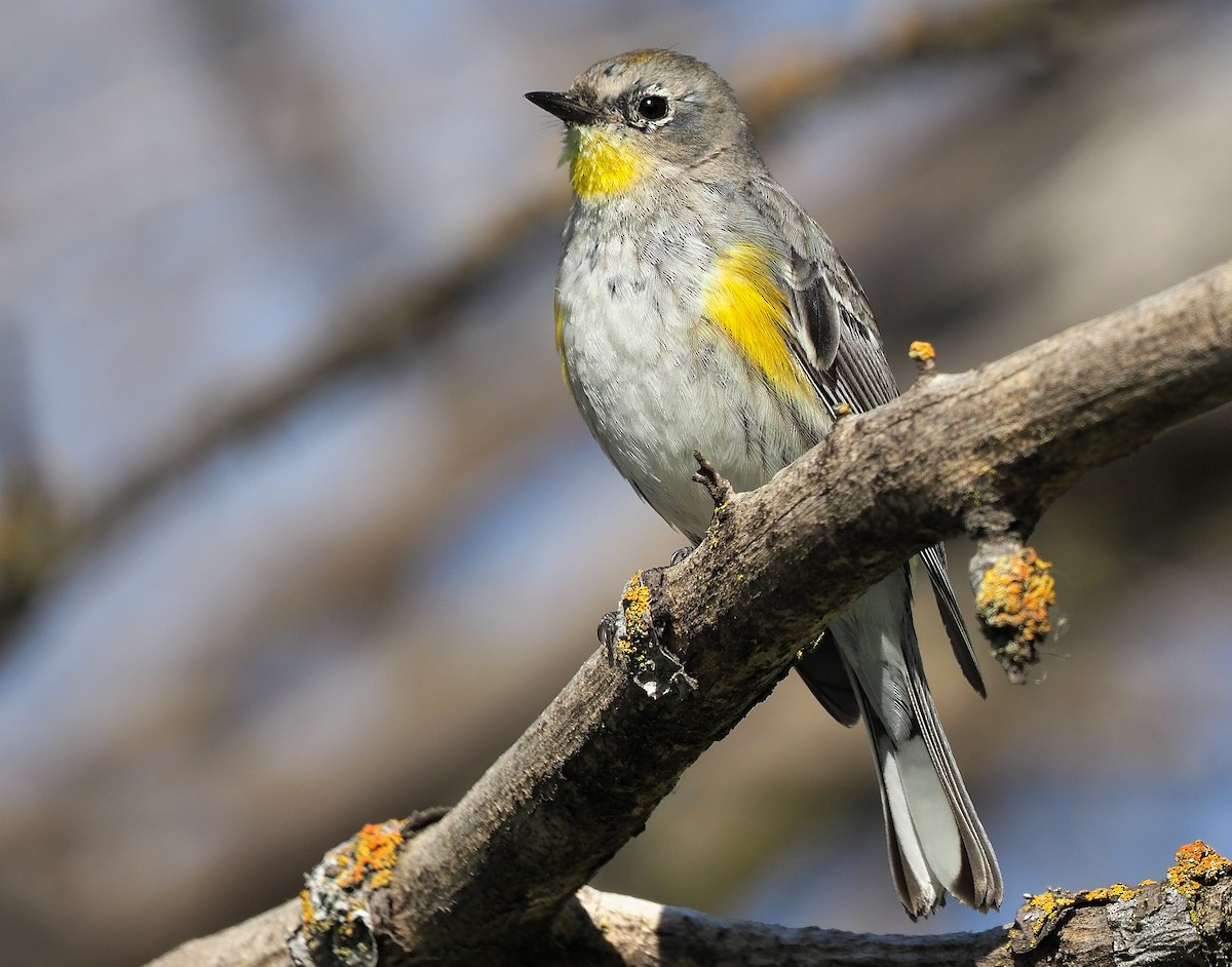 Yellow-rumped Warbler (Audubon's) - Aidan Brubaker