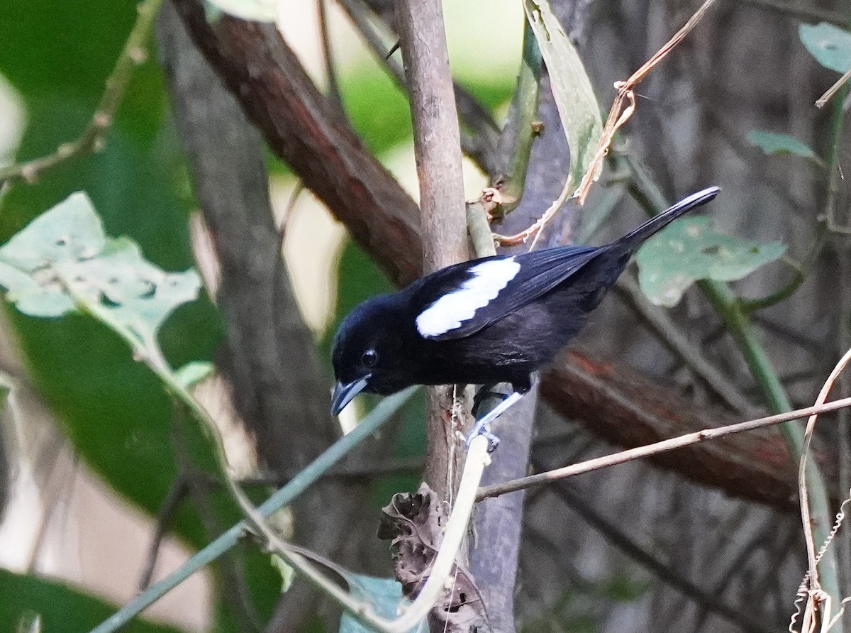 White-shouldered Tanager - ML423117341