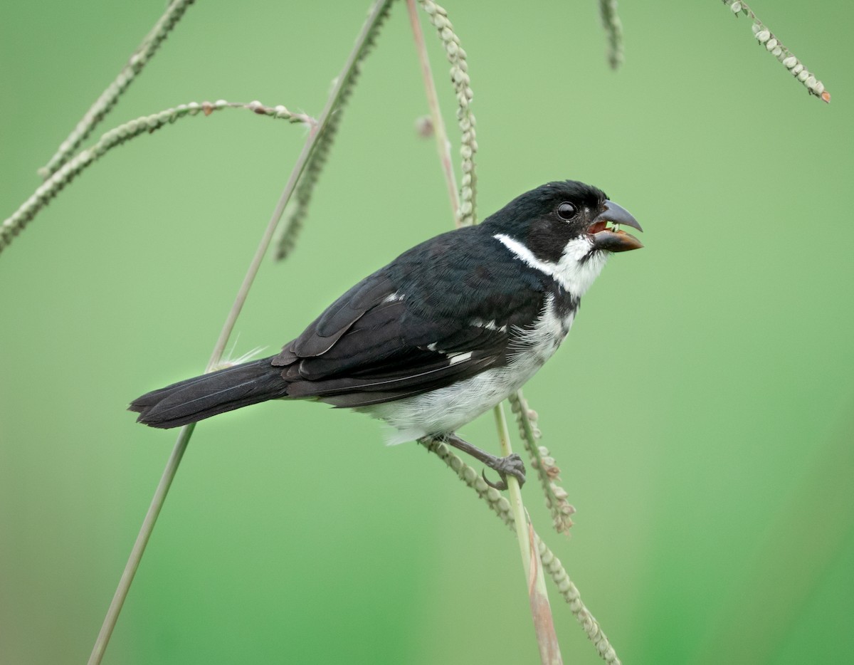 Wing-barred Seedeater (Caqueta) - ML423117931