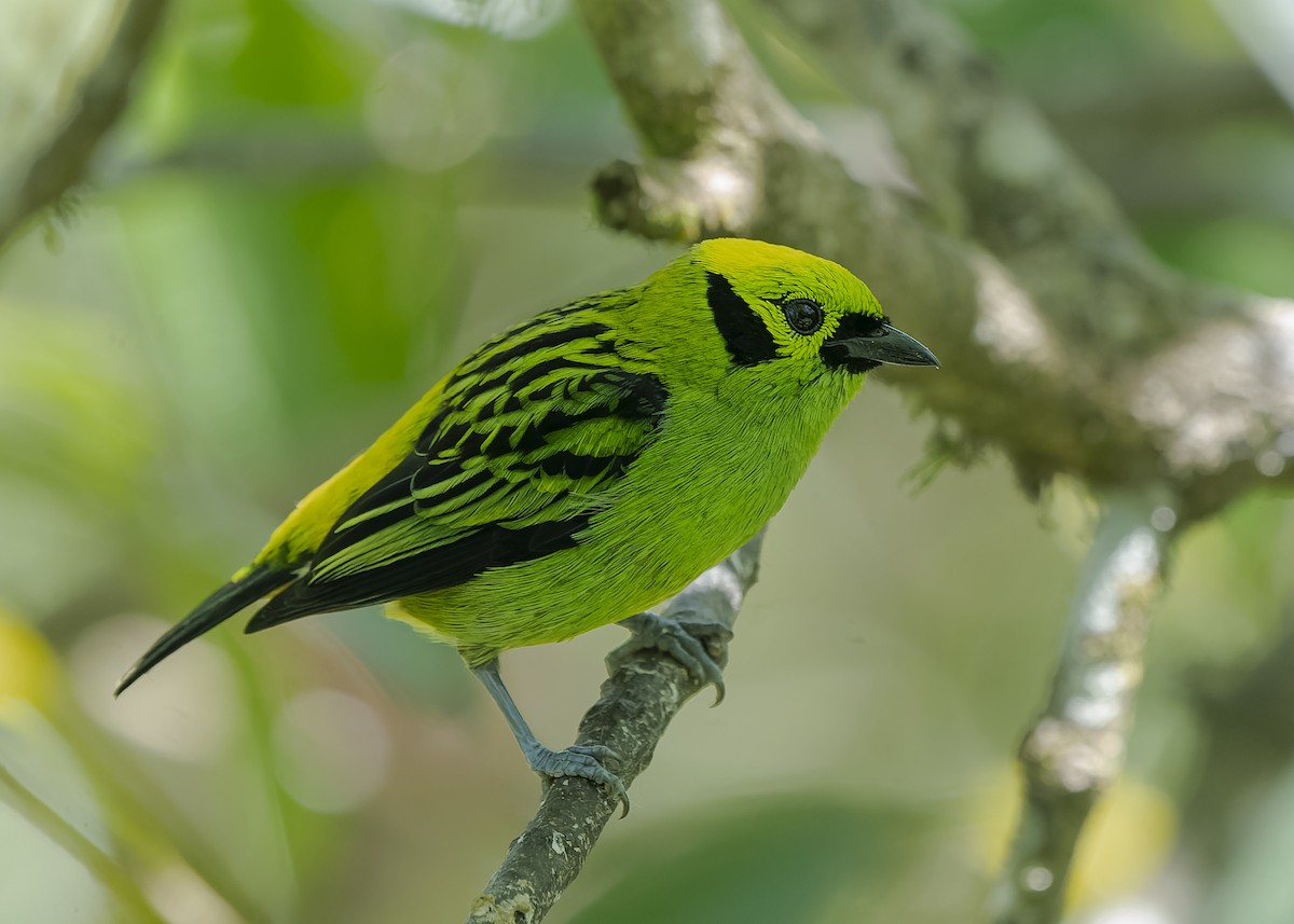 Emerald Tanager - ML423118211