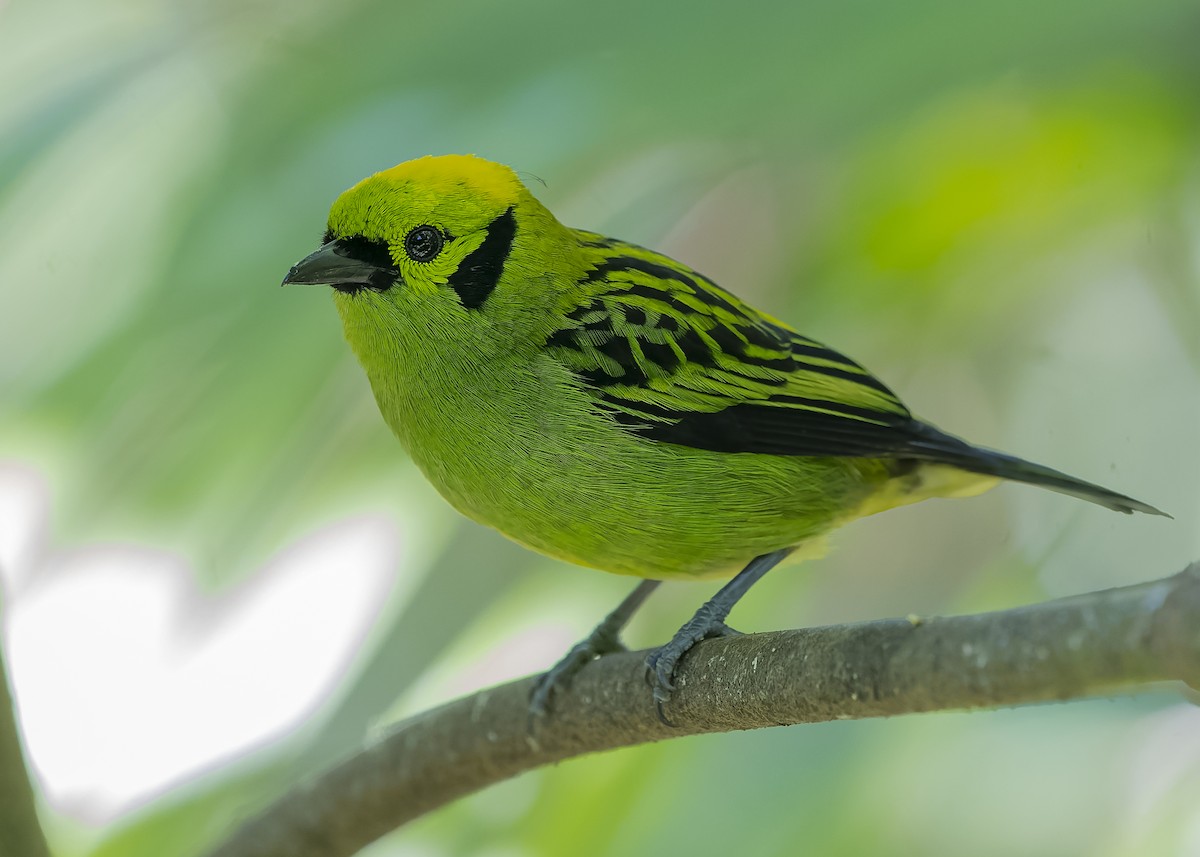 Emerald Tanager - ML423118221
