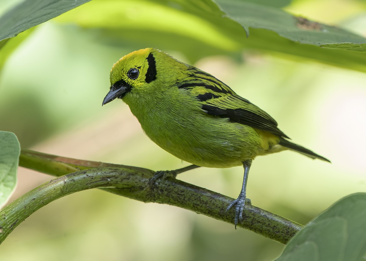Emerald Tanager - ML423118281