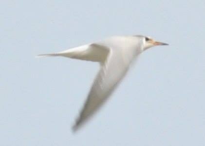 Common Tern - ML42312031