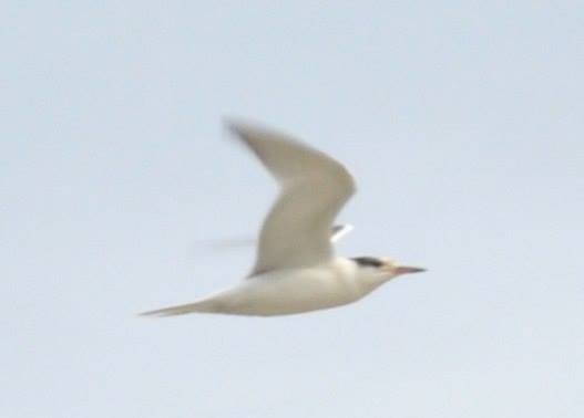 Common Tern - ML42312051