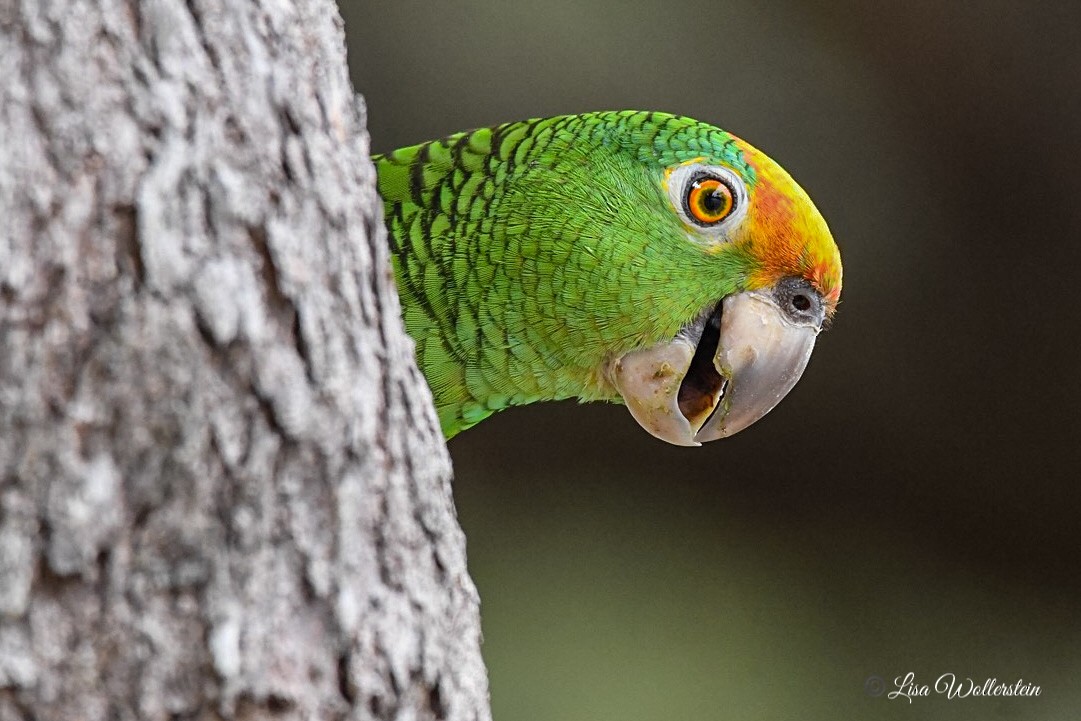 Yellow-crowned Parrot - ML423121281