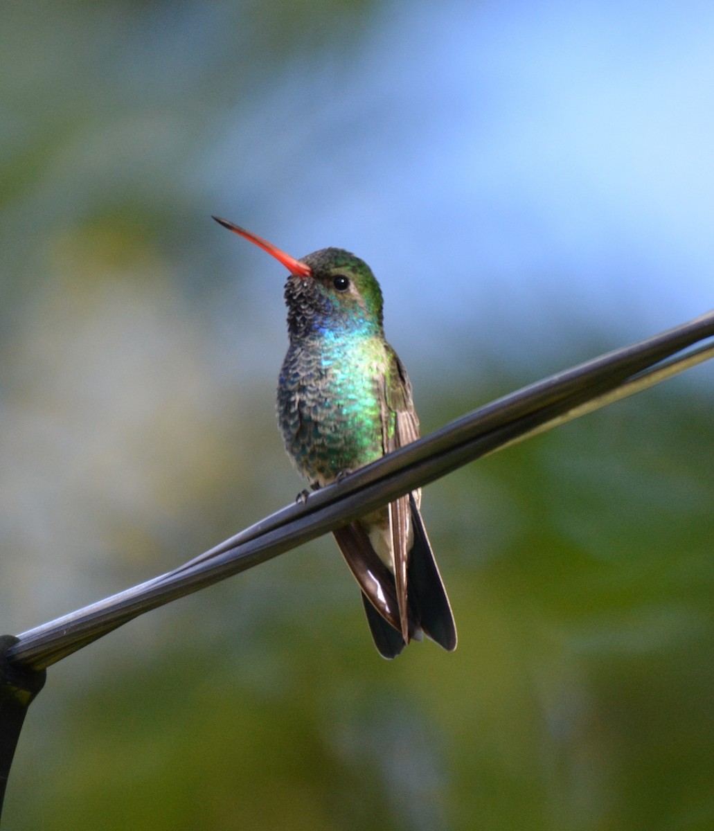 Broad-billed Hummingbird - ML42312241