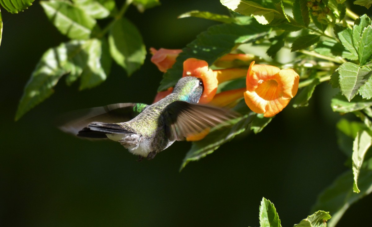 Broad-billed Hummingbird - ML42312311