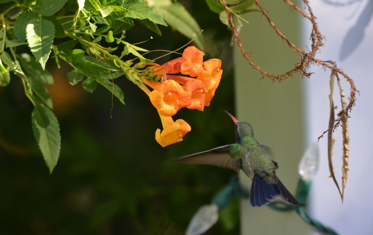 Broad-billed Hummingbird - ML42312321
