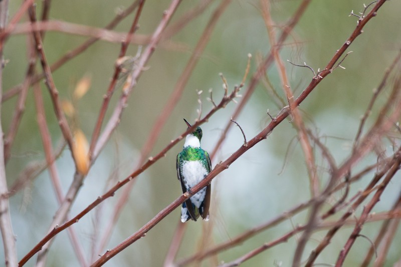 White-throated Hummingbird - Evaldo Cesari de de Oliveira Jr