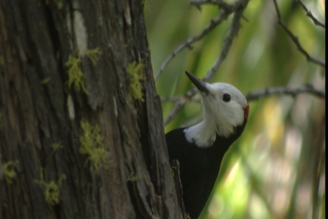 White-headed Woodpecker - ML423129