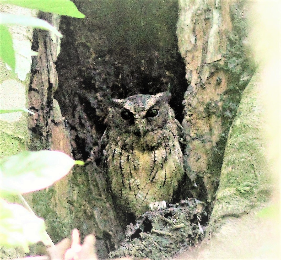 Tawny-bellied Screech-Owl - ML42313341