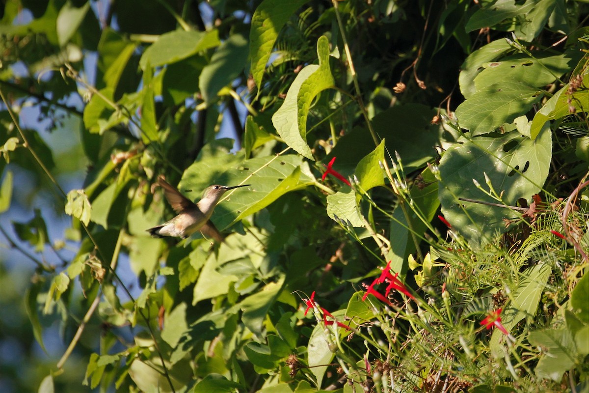 Black-chinned Hummingbird - carl ball