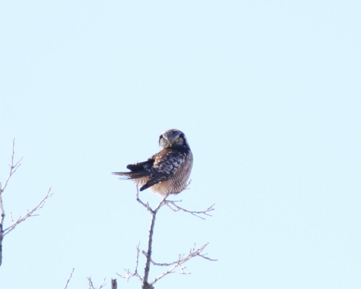 Northern Hawk Owl - ML423135551