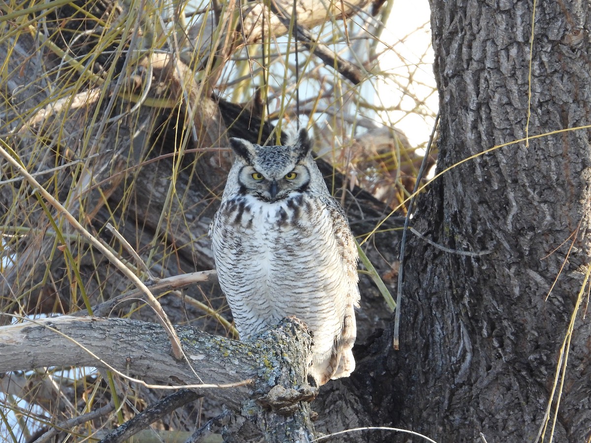 Great Horned Owl - ML423146871