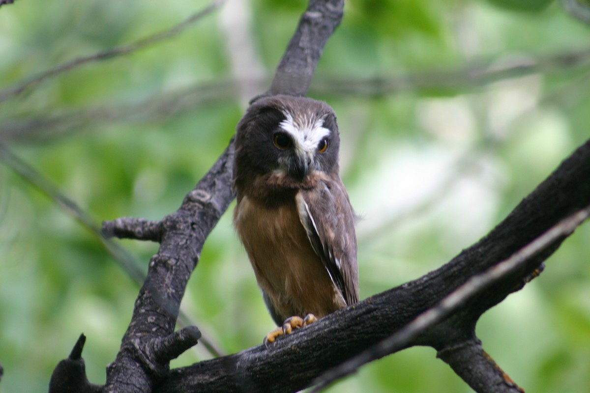 Northern Saw-whet Owl - Will McDonald
