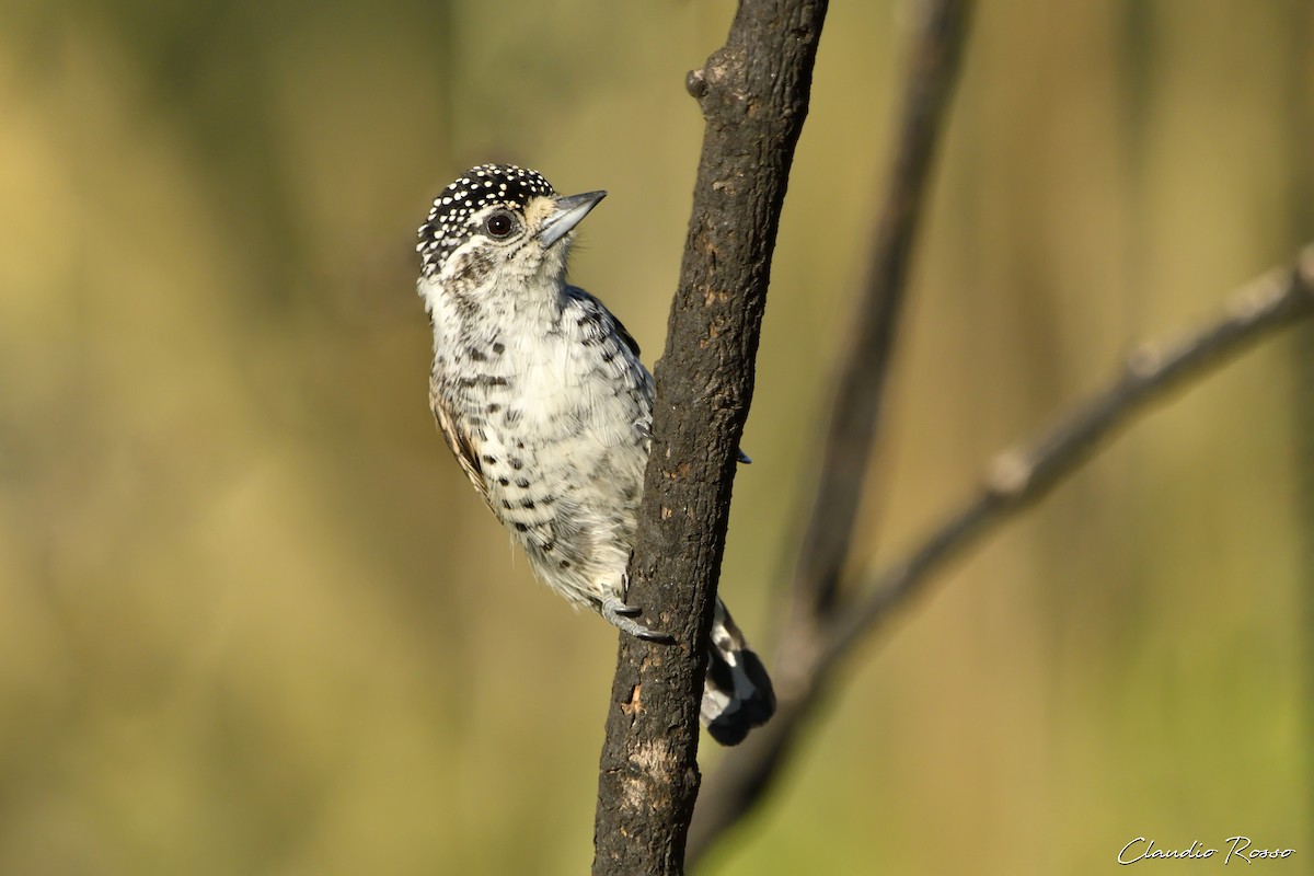 White-barred Piculet - Claudio Rosso