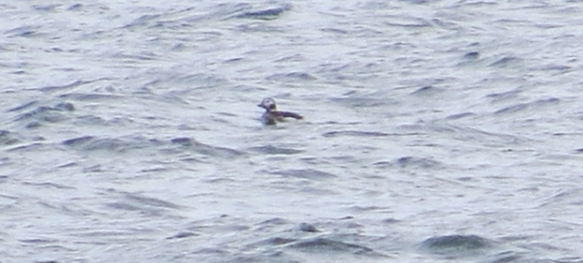 Long-tailed Duck - ML423148511