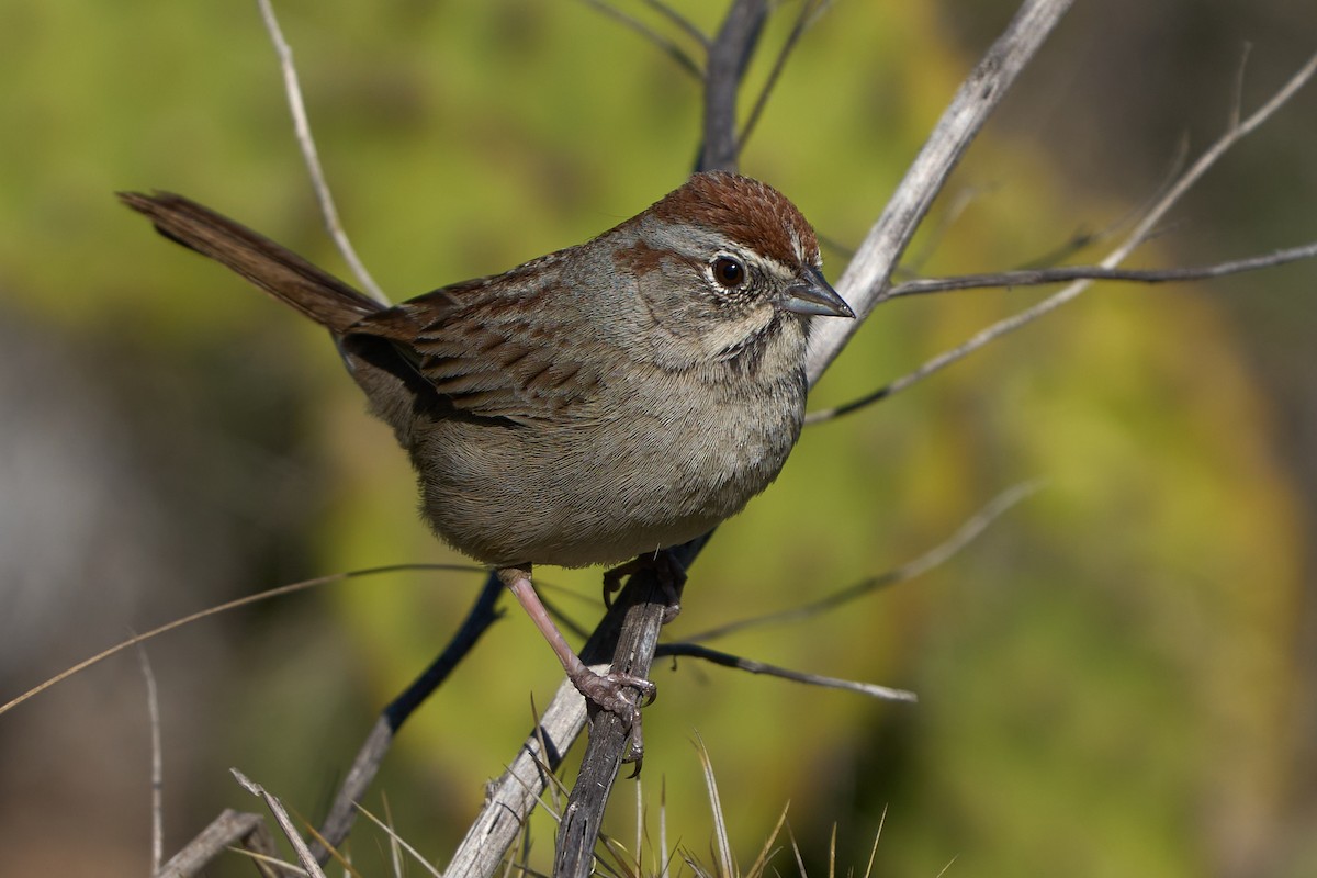 Rufous-crowned Sparrow - ML423150881