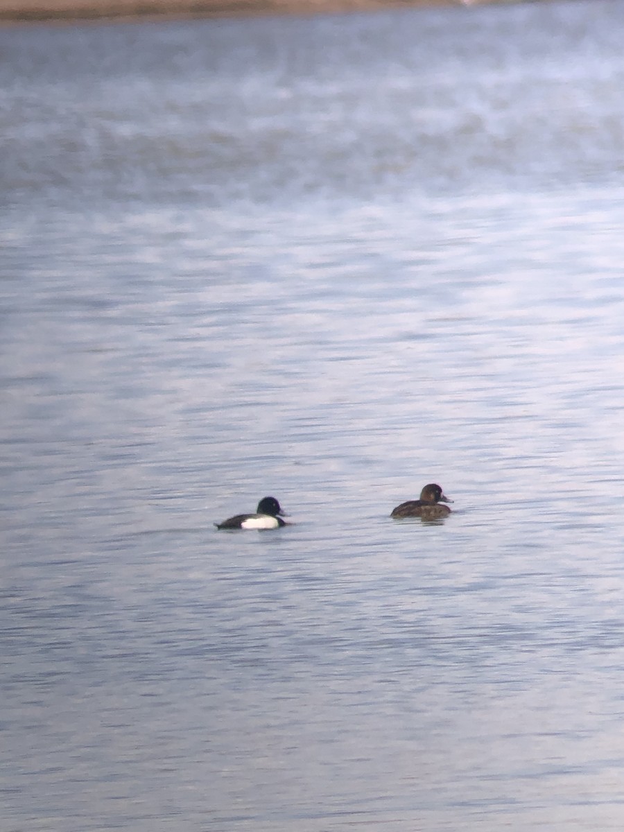 Greater Scaup - ML423152301