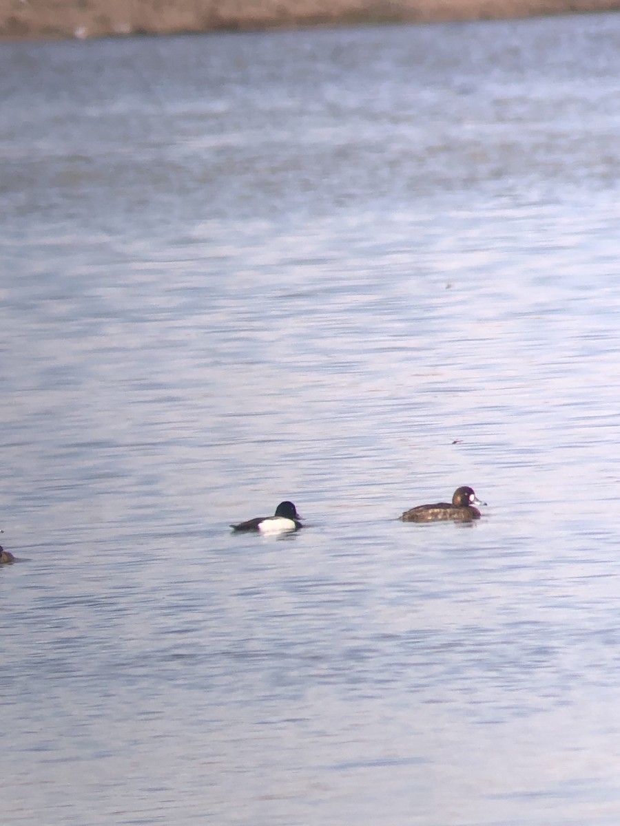 Greater Scaup - ML423152321