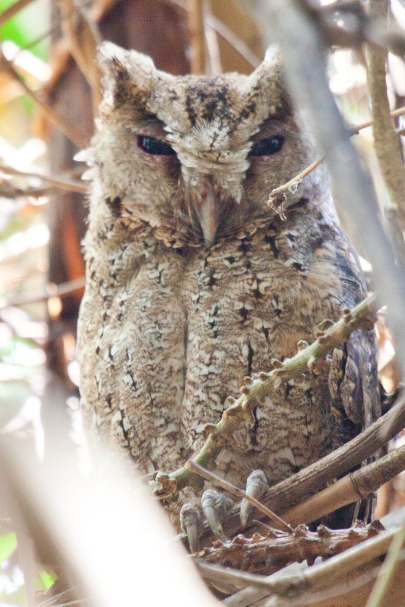 Philippine Scops-Owl - Sue Wright