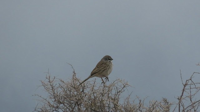 Sagebrush Sparrow - ML423159341
