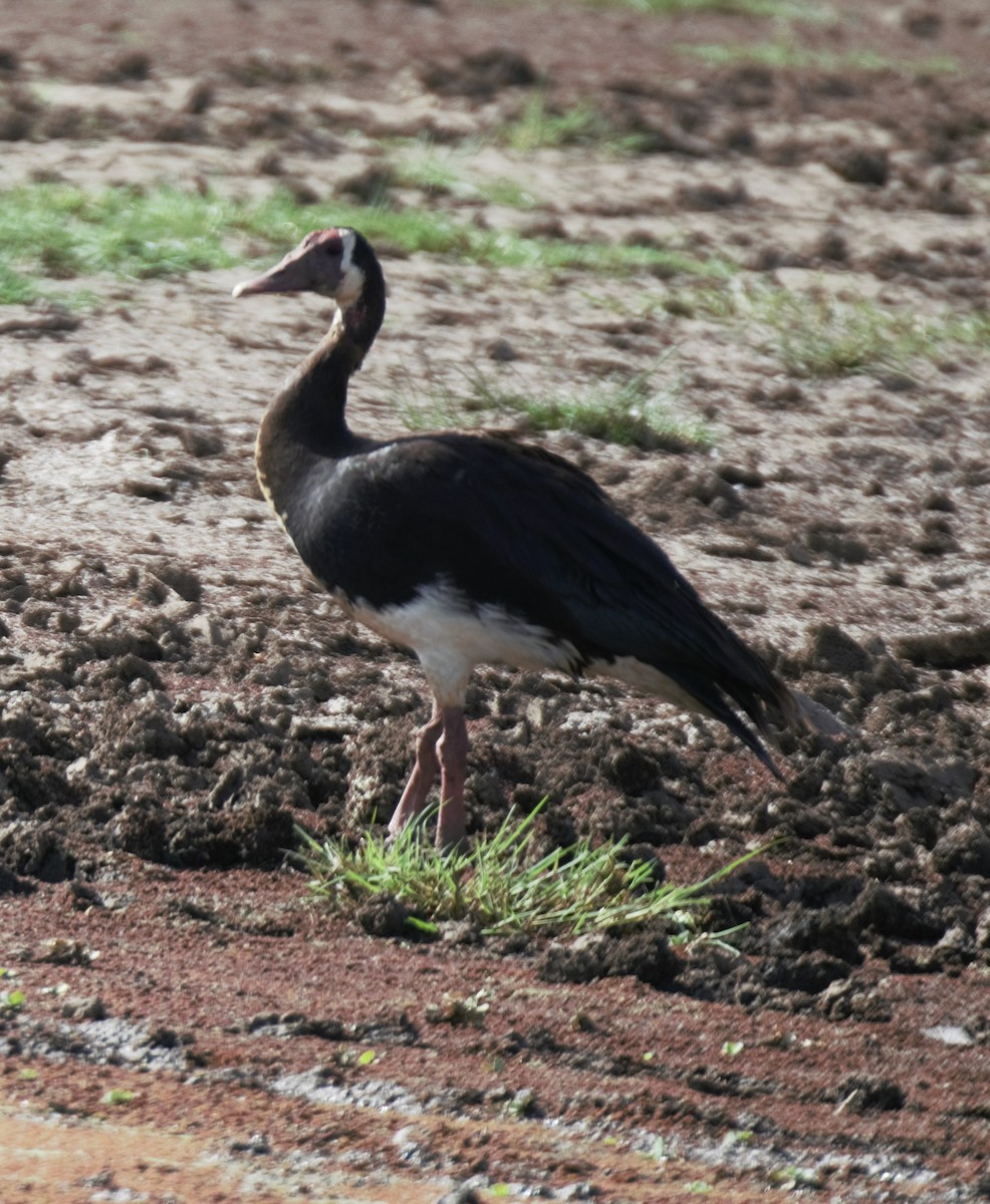 Spur-winged Goose (Northern) - Sue Riffe