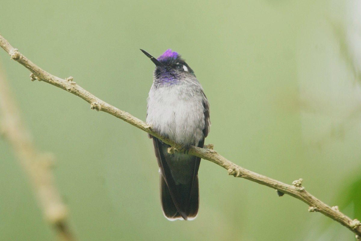 Violet-headed Hummingbird - ROYAL FLYCATCHER /Kenny Rodríguez Añazco