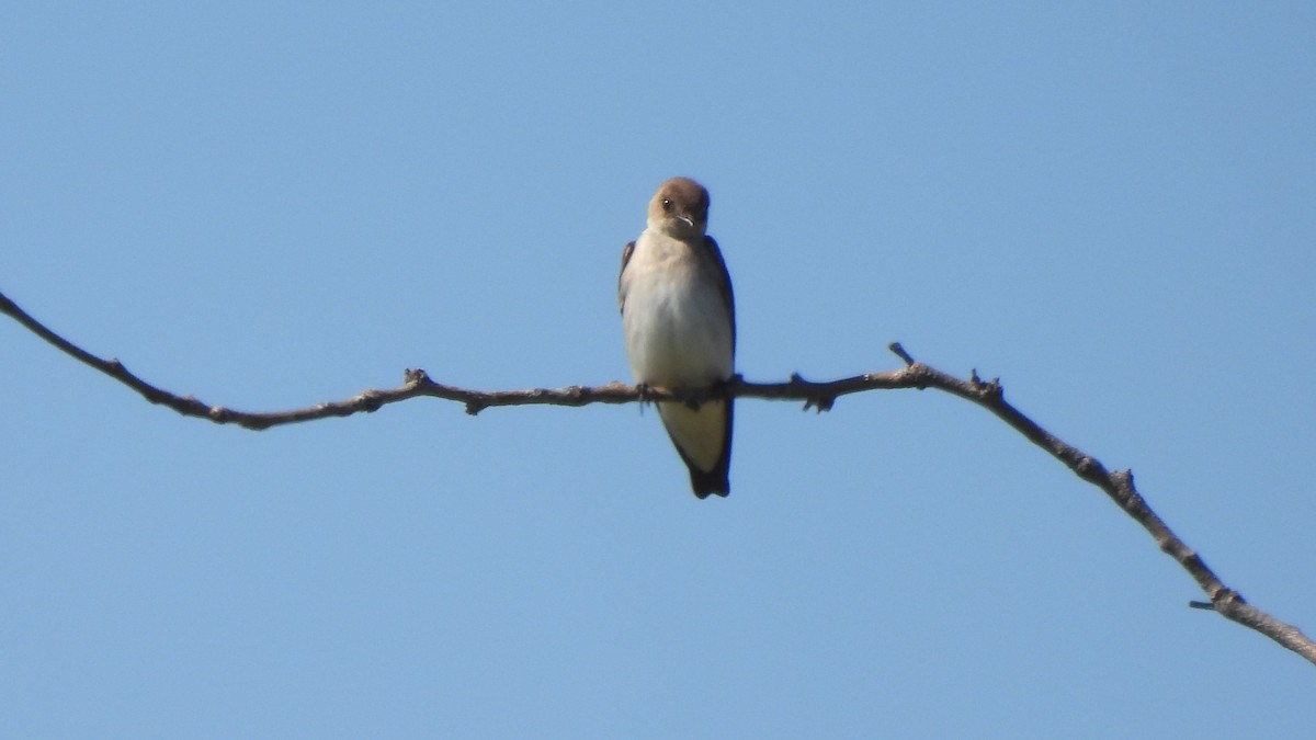 Northern Rough-winged Swallow - ML423168081