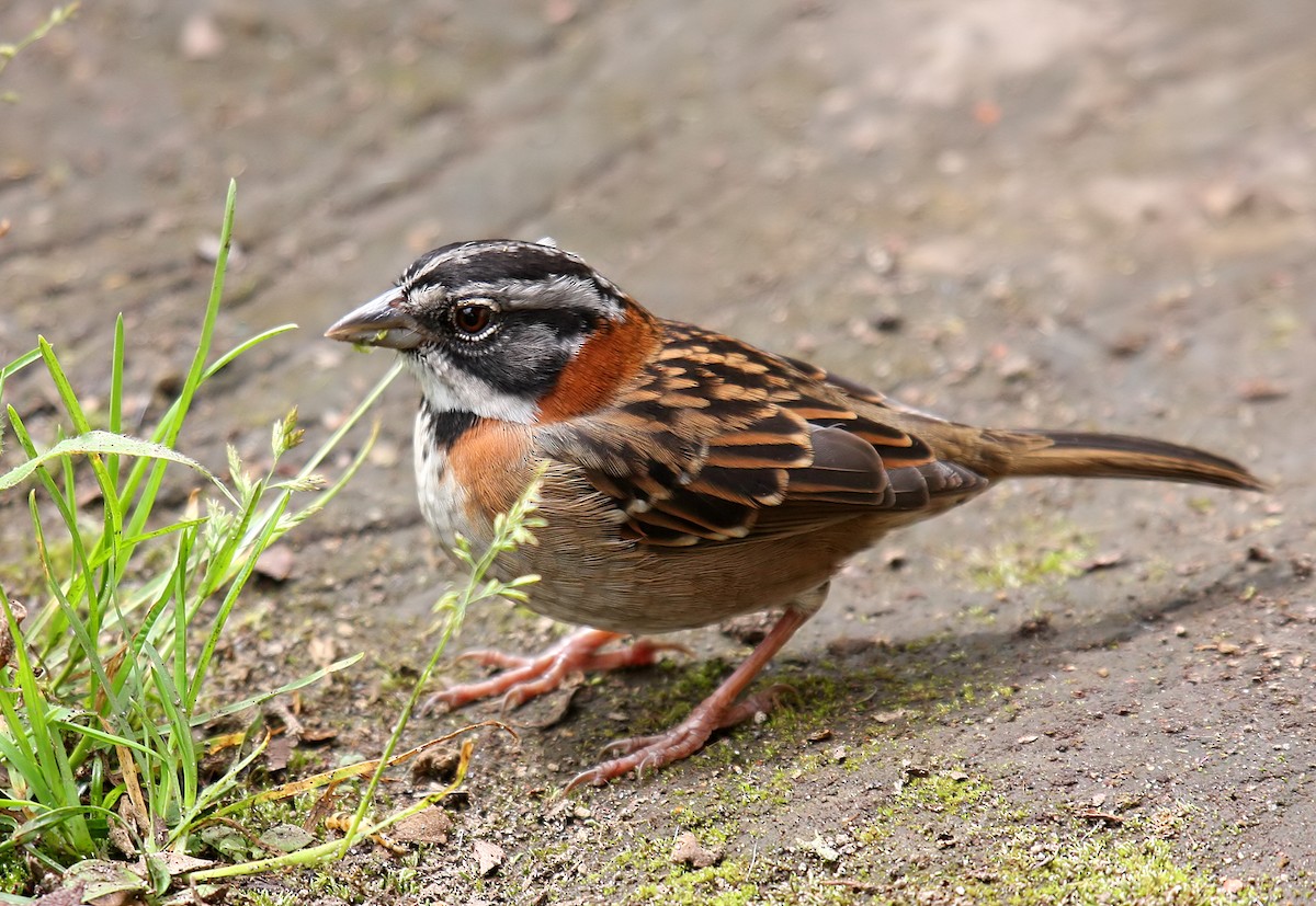 Rufous-collared Sparrow - ML423169321