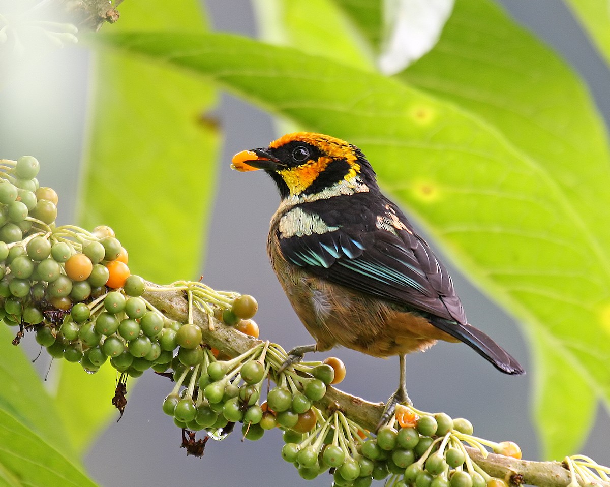 Flame-faced Tanager - ML423169561