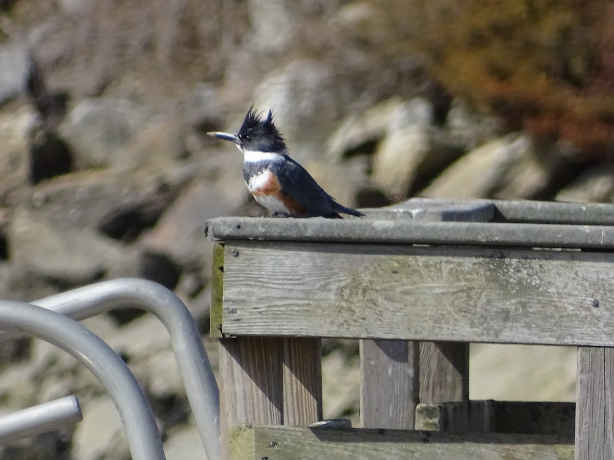 Belted Kingfisher - ML423175251