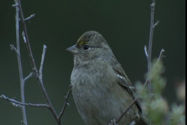 Golden-crowned Sparrow - ML423176