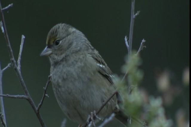 Golden-crowned Sparrow - ML423177