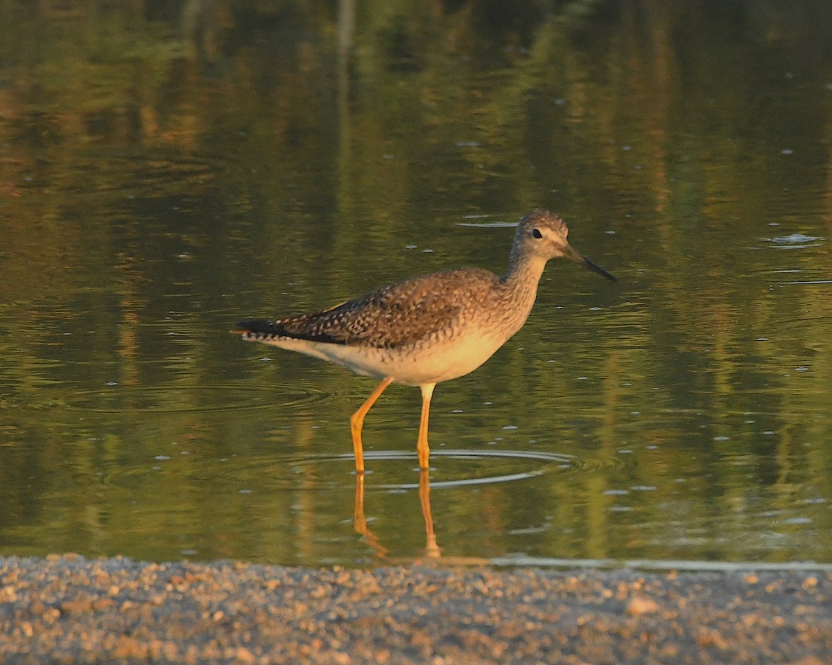 Greater Yellowlegs - Ted Wolff
