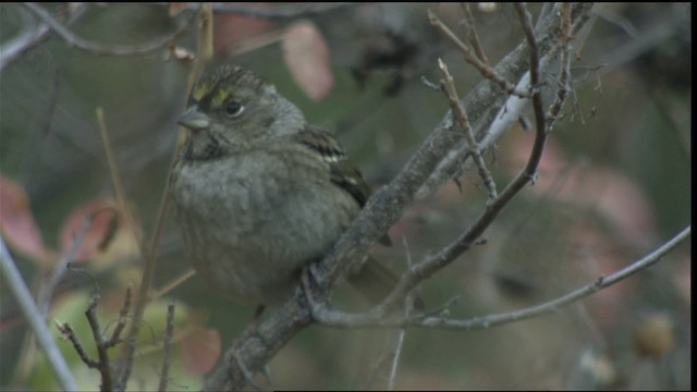 Golden-crowned Sparrow - ML423179