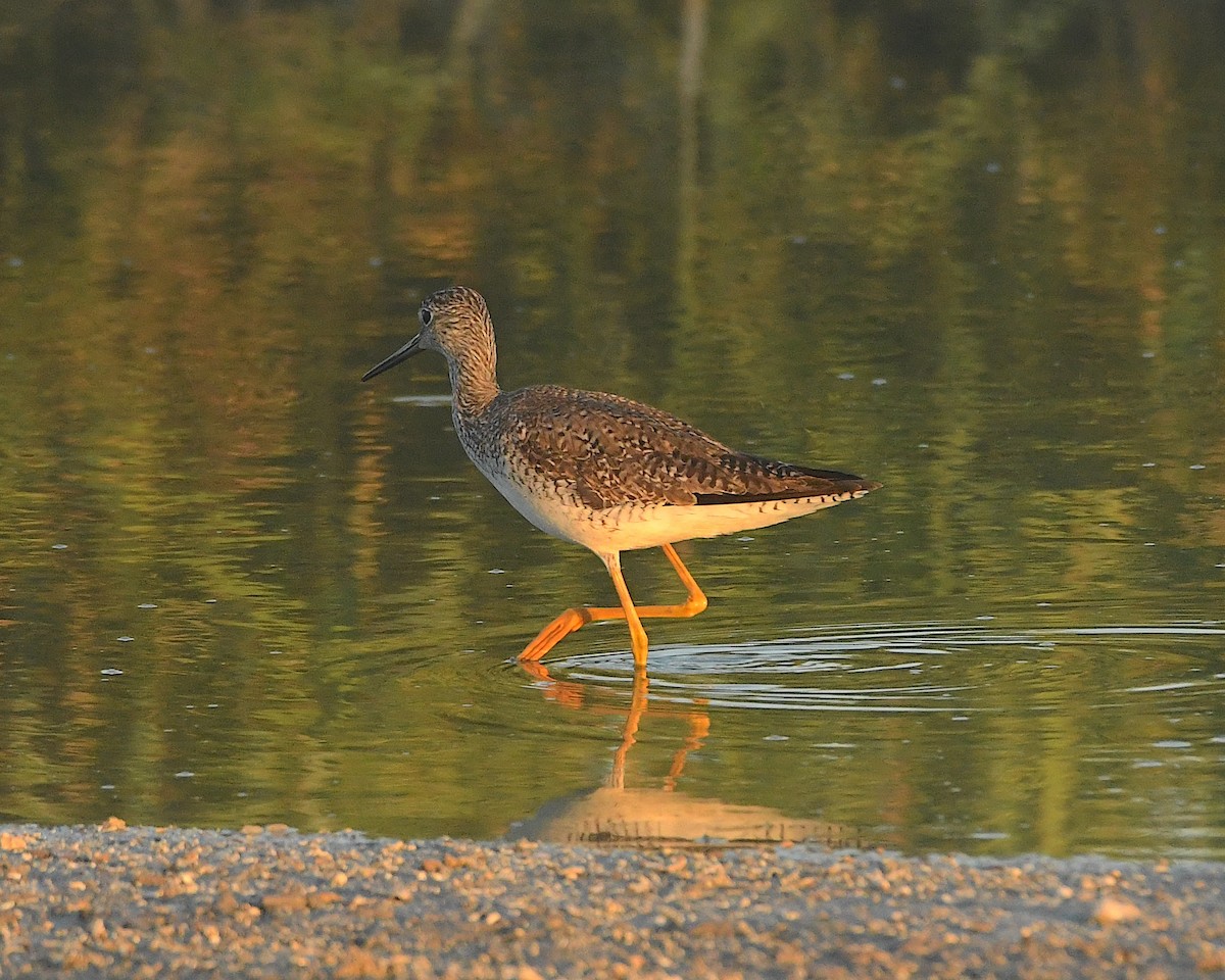 Greater Yellowlegs - Ted Wolff