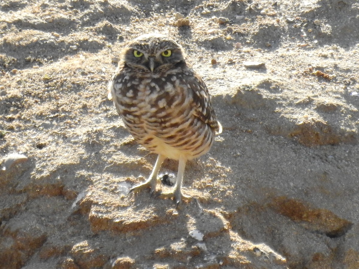 Burrowing Owl - ML423179441