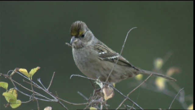 Golden-crowned Sparrow - ML423180