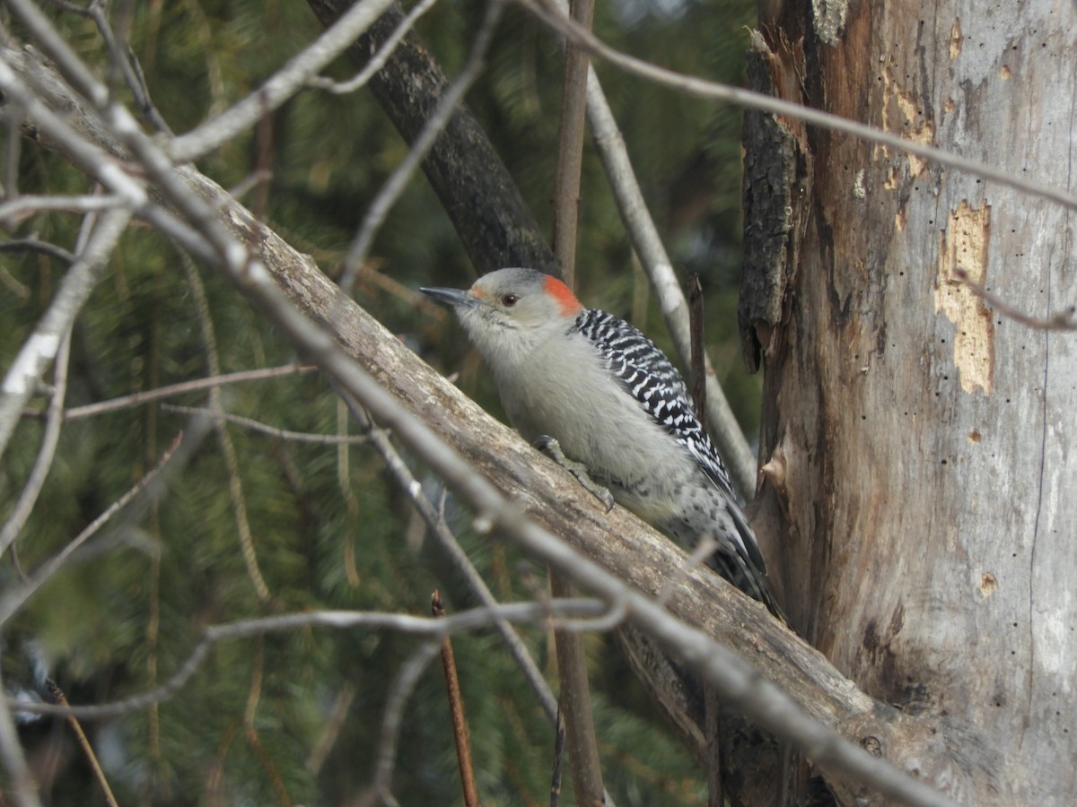 Red-bellied Woodpecker - ML423180311